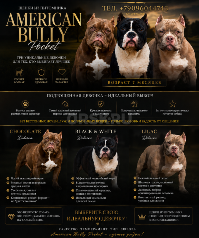 Эксклюзивные щенки American Bully Pocket из питомника 

Те самые американский булли покет, в котор - Орск