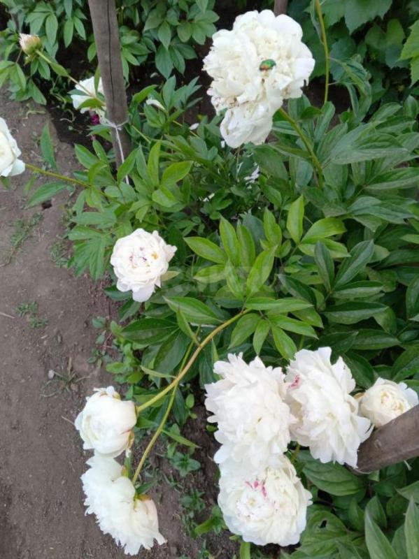Продам пионы на срезку  ,очень красивые,ароматные. - Орск