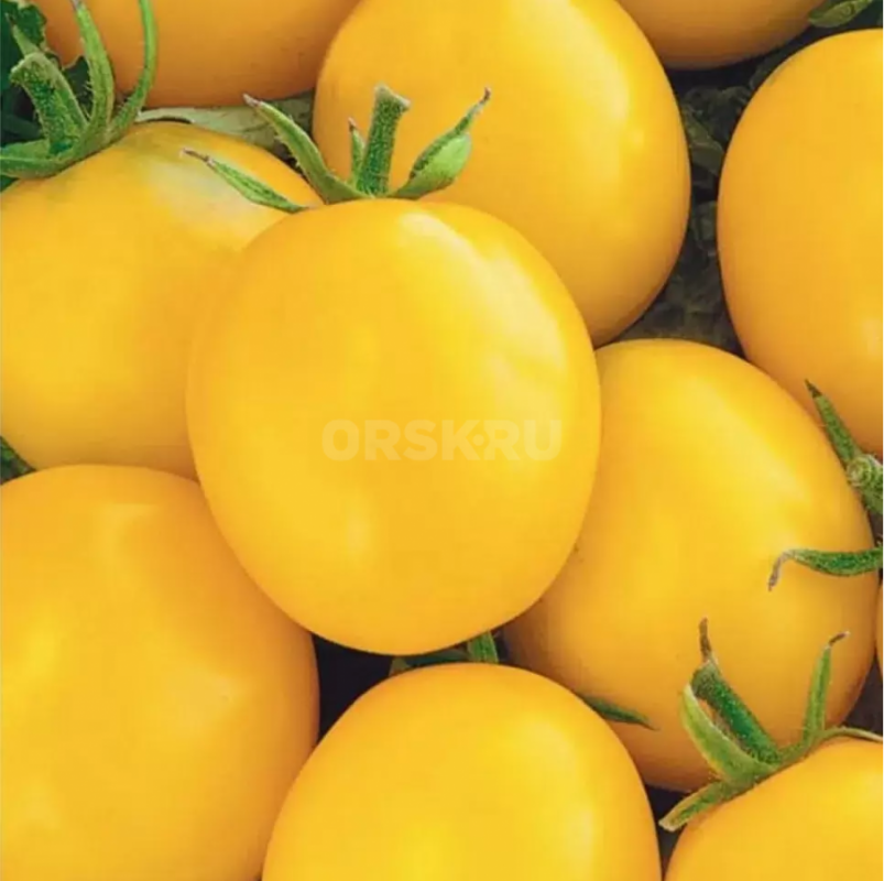 Продам рассаду томатов из ОТКРЫТОГО ГРУНТА: конфетное дерево (жёлтые, красные), бычье сердце, томат - Орск