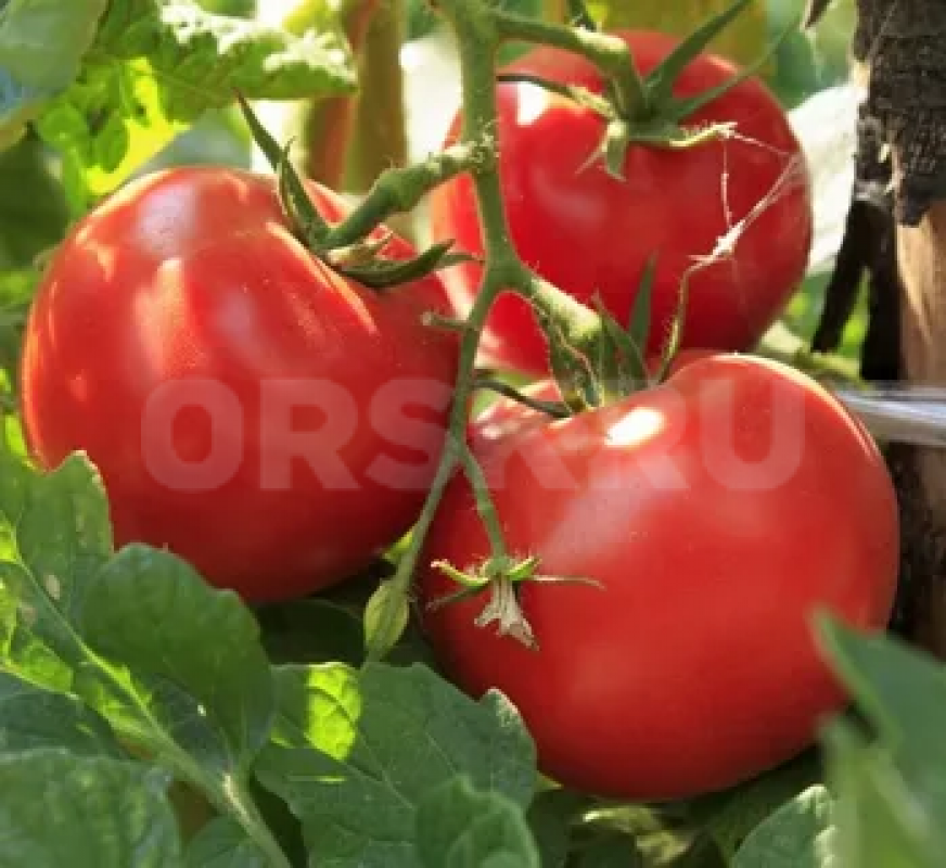 Продам рассаду томатов из ОТКРЫТОГО ГРУНТА: конфетное дерево (жёлтые, красные), бычье сердце, томат - Орск