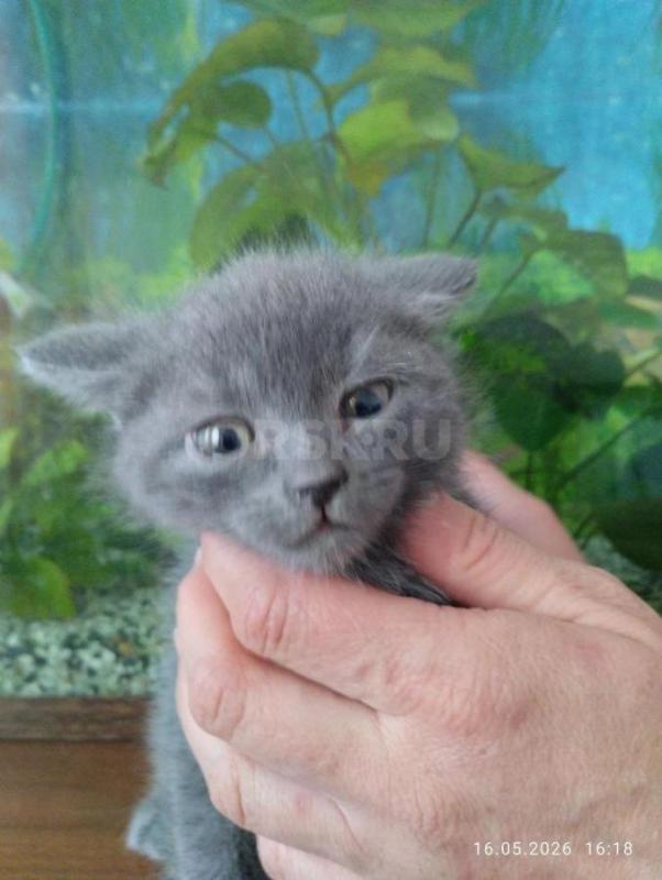 Отдам в добрые руки четырех котят . - Орск