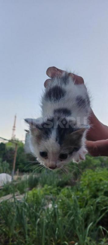 Мяу-мяу, котята ищут хозяев:
Серые-2шт, мальчик и девочка
Черно-белый 2 шт, мальчик и девочка - Орск