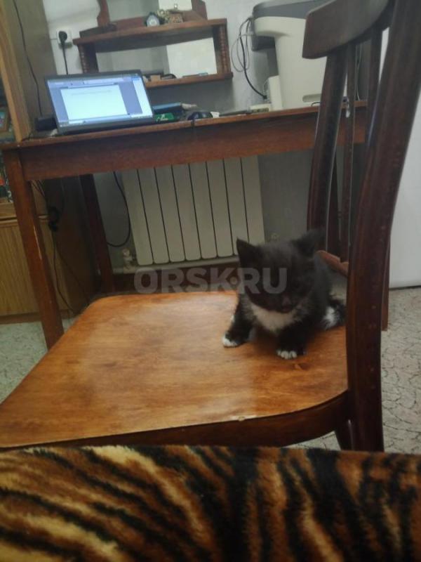 Отдадим двух котят в добрые руки. - Орск