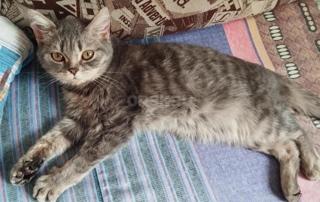 Котик Тимошка ищет дом и заботливых хозяев,чтобы любили,баловали,покупали игрушки и вкусняшки. - Орск