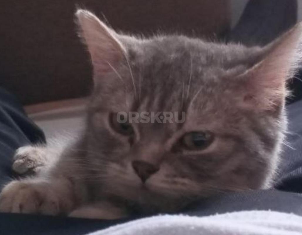 Котик Тимошка ищет дом и заботливых хозяев,чтобы любили,баловали,покупали игрушки и вкусняшки. - Орск