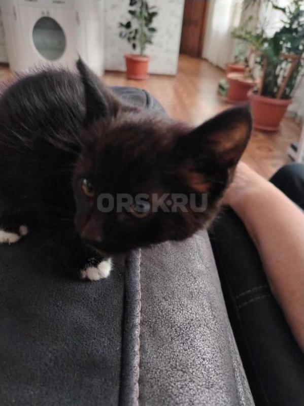 Отдадим котенка в добрые руки. 1,5 месяца, мальчик, ест всё, любит суп. - Орск