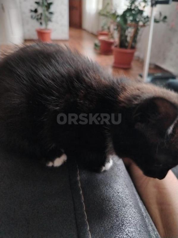 Отдадим котенка в добрые руки. 1,5 месяца, мальчик, ест всё, любит суп. - Орск