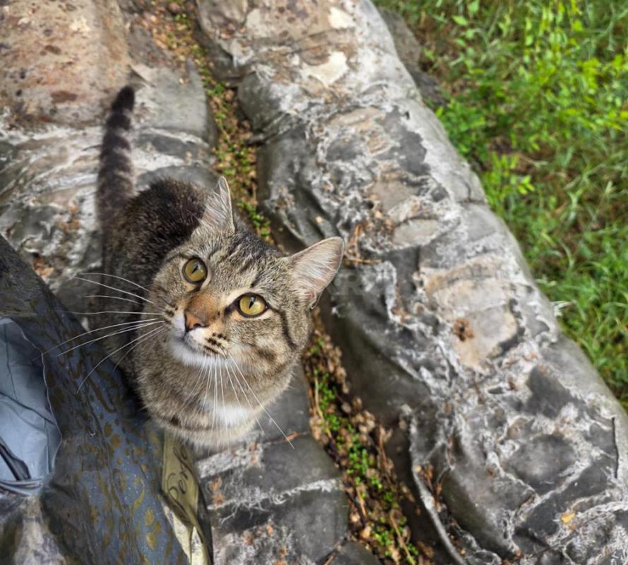 Котик появился недавно. - Орск