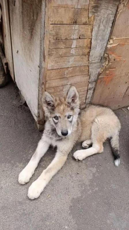 Продам щенков собаки породы ВОЛКОСОБ. - Орск