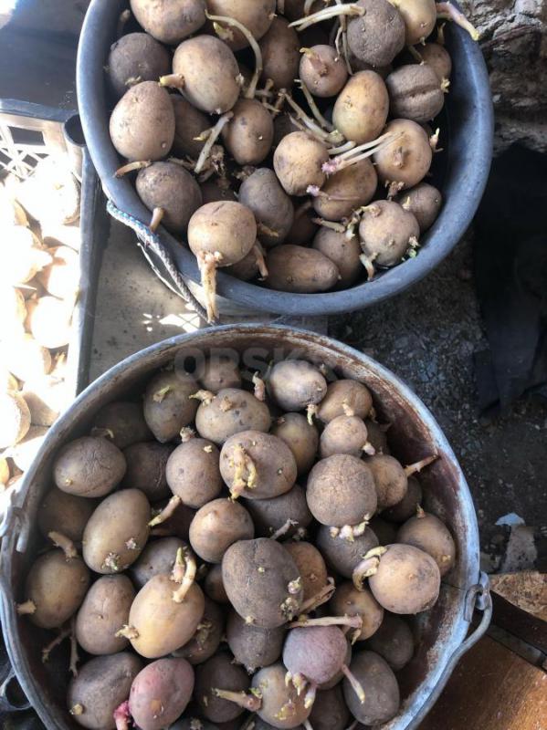 Продам семенной картофель,район 6-школы. - Орск