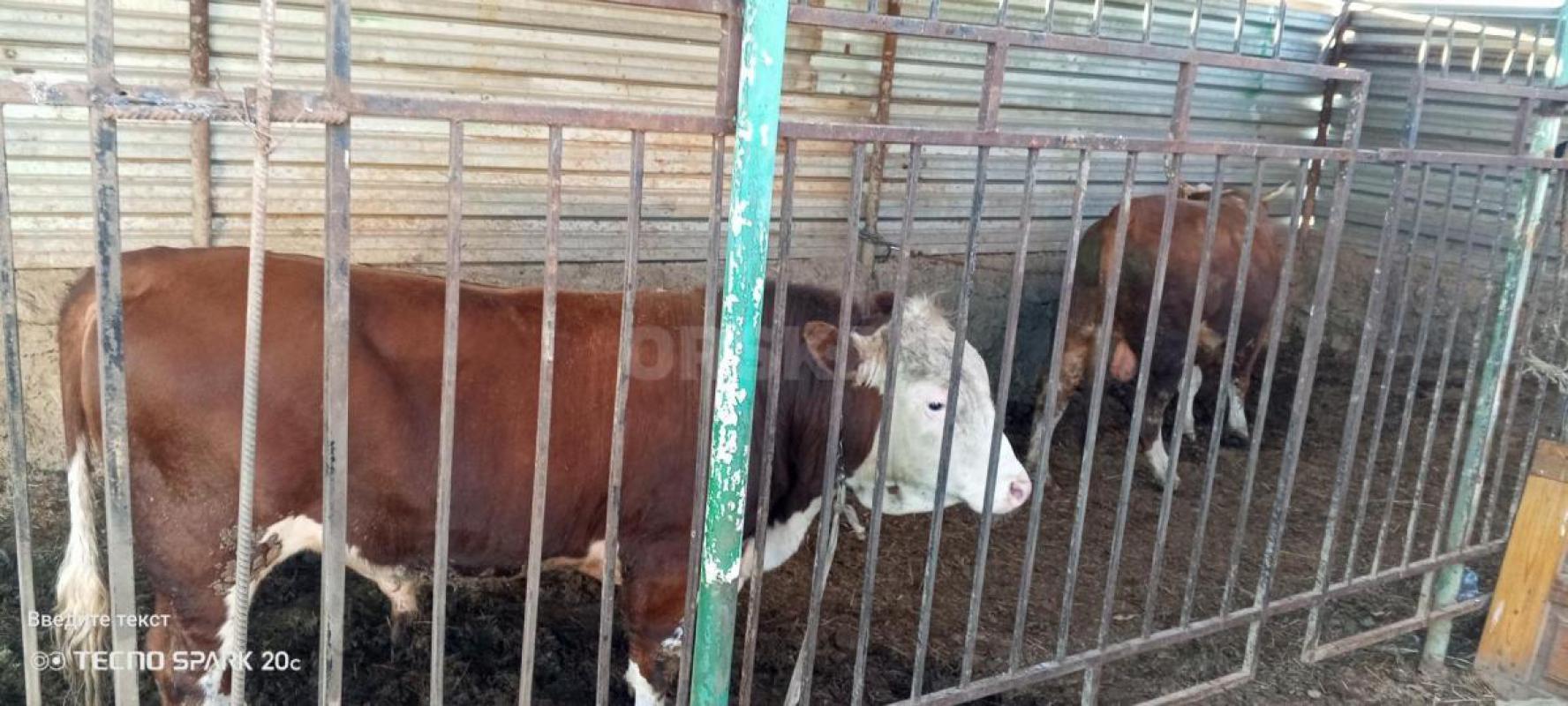 Продам быков на племя или на мясо цена при осмотре - Орск