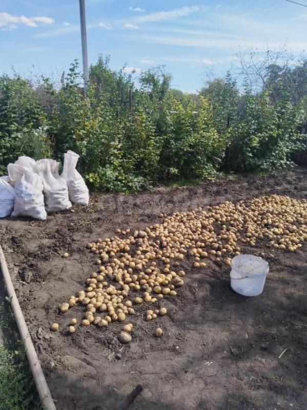 Продам ухоженный сад. - Орск