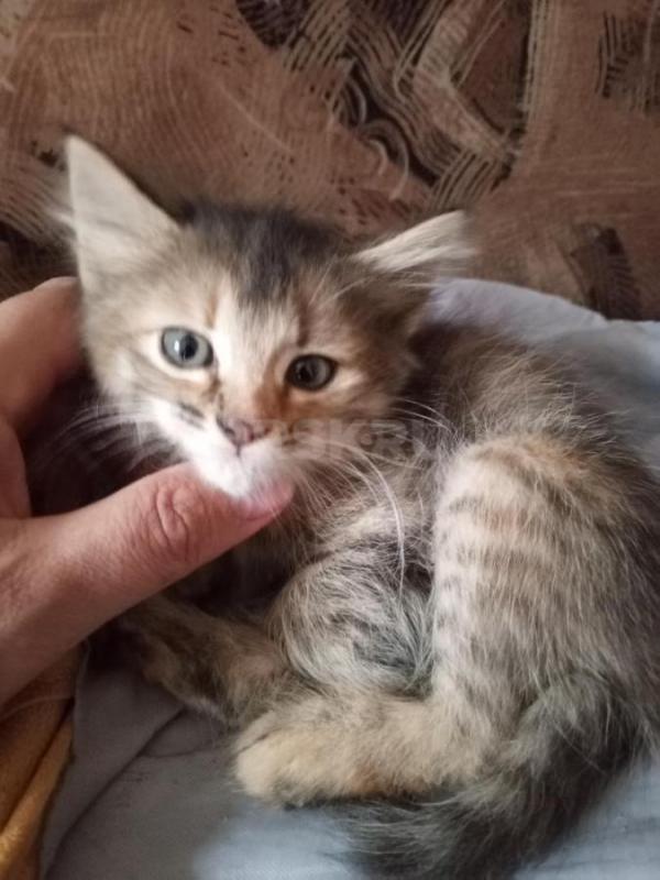 Отдам двух котят, 2 месяца, девочки, кушают, ходят на лоток - Орск