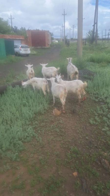 Продам 3 ( три) дойные козы и 6 (; шесть) козлят - Орск