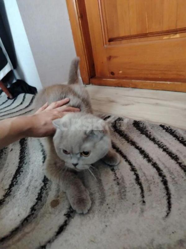 Продам породистых котят, мама вислоухая, папа британец. - Орск
