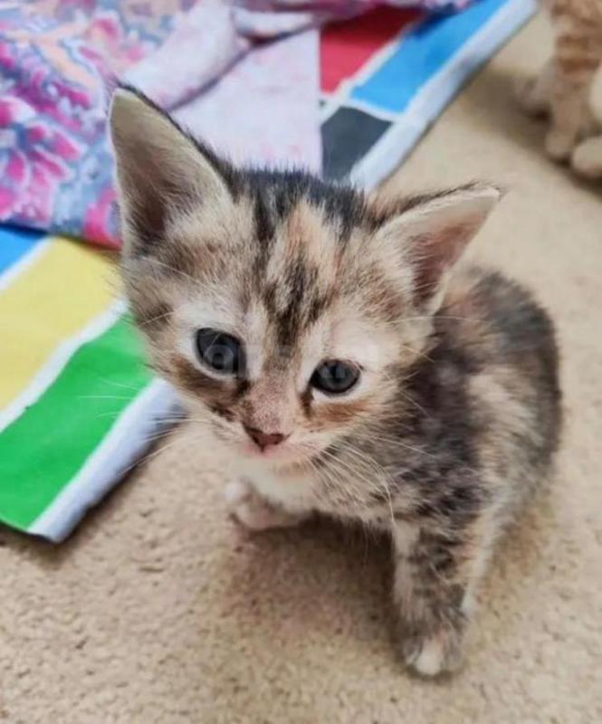Котята в добрые руки

Очаровательные малышки ищет любящую семью! - Орск