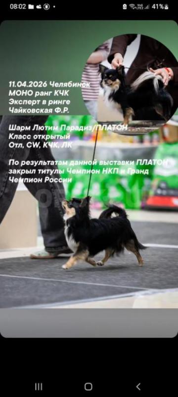 Предлагается кобель чихуахуа для вязки. - Новотроицк