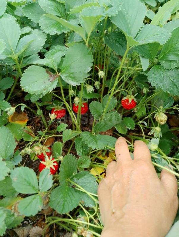 Продам клубнику - Орск