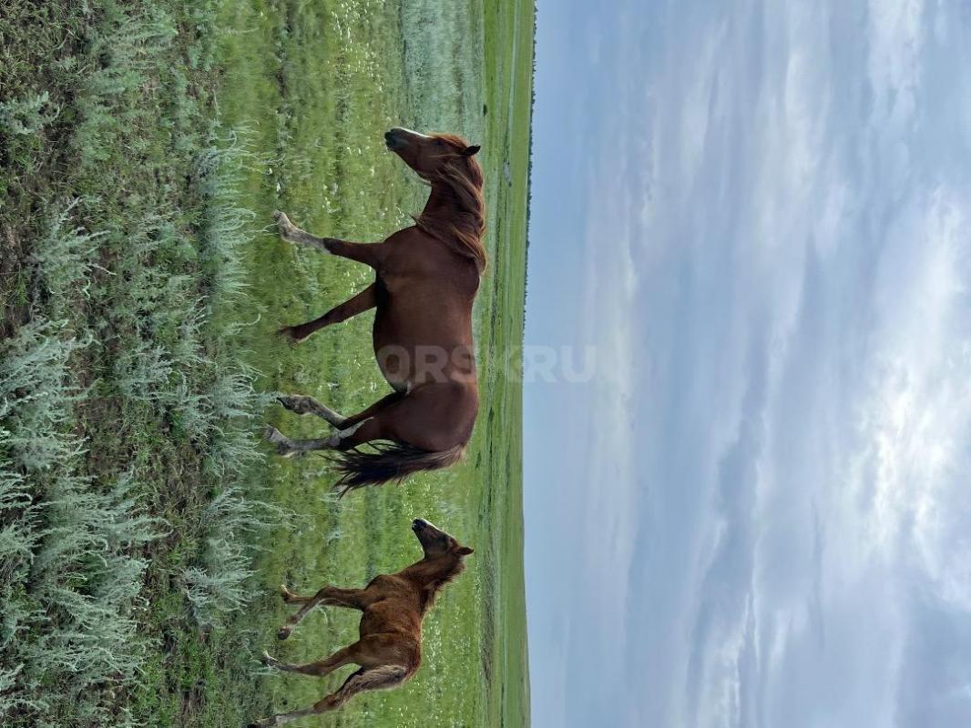 Продам молодую кобылу с жеребенком
Кобыле 3,5 лет, жеребенку (мальчик) 2 месяца
Ручная, ходит в та - Орск
