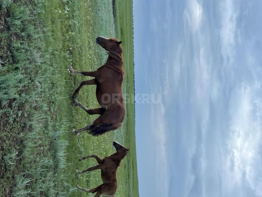 Продам молодую кобылу с жеребенком
Кобыле 3,5 лет, жеребенку (мальчик) 2 месяца
Ручная, ходит в та - Орск