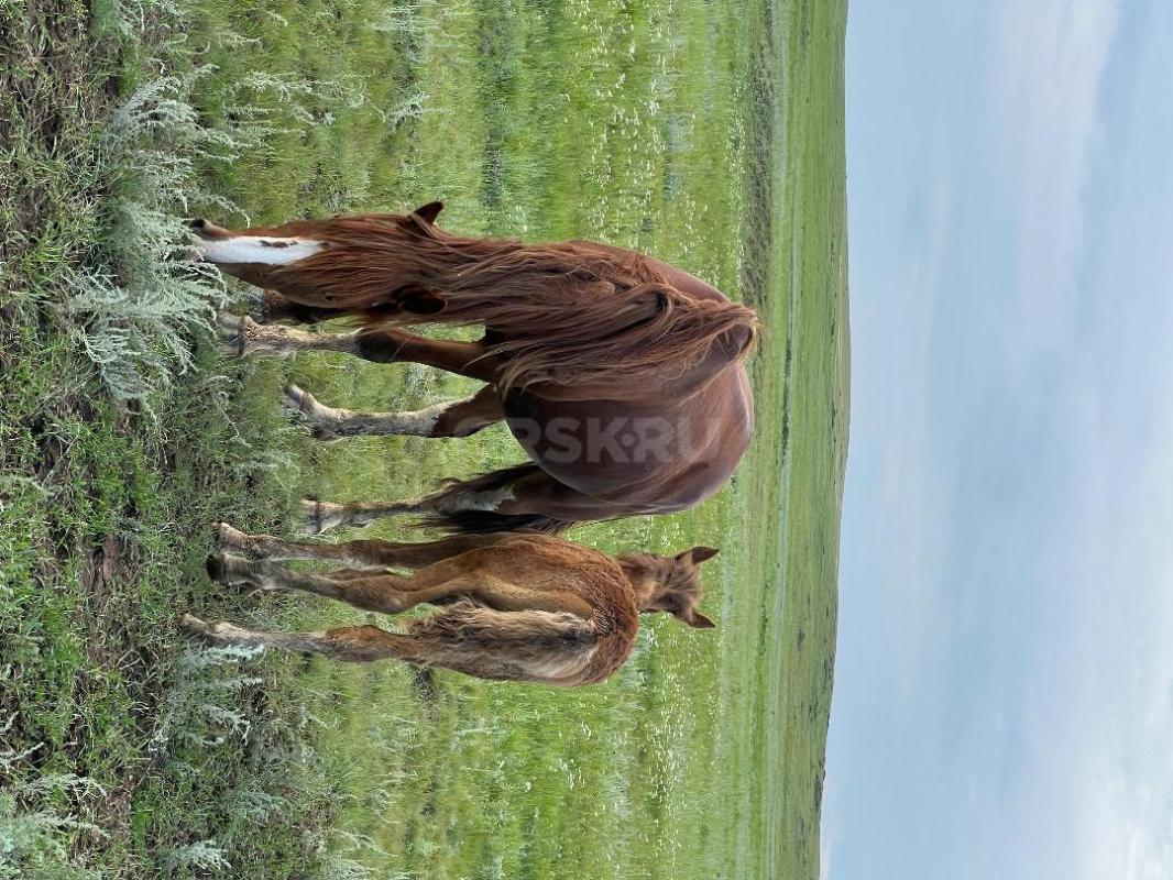 Продам молодую кобылу с жеребенком
Кобыле 3,5 лет, жеребенку (мальчик) 2 месяца
Ручная, ходит в та - Орск