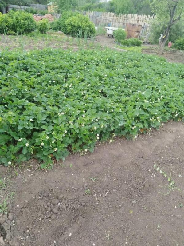 Продам садовый участок 15,5 соток в районе посёлока Елшанка находится между железной дорогой и Чкало - Орск