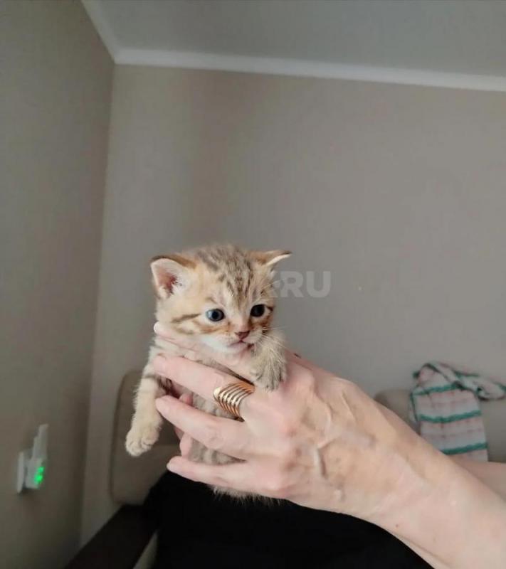 Продам породистых котят, мама вислоухая, папа британец. - Орск
