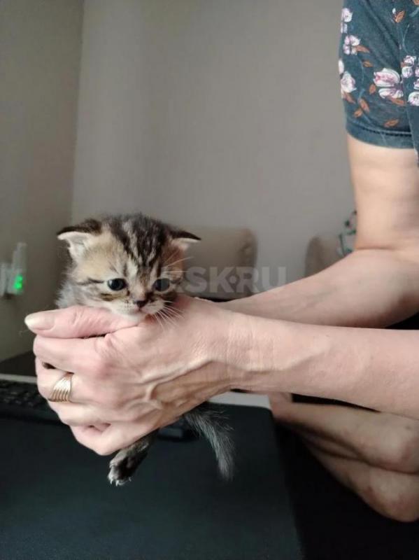 Продам породистых котят, мама вислоухая, папа британец. - Орск