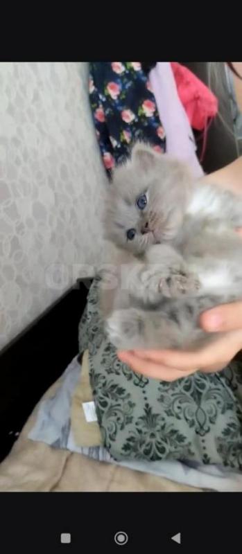 Продам Британских котят, кушают сами, в лоток ходят 1,5 месяца - Орск
