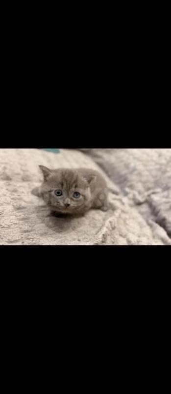 Продам Британских котят, кушают сами, в лоток ходят 1,5 месяца - Орск