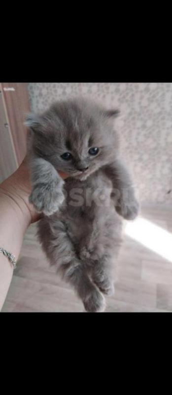 Продам Британских котят, кушают сами, в лоток ходят 1,5 месяца - Орск