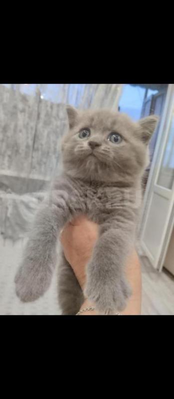 Продам Британских котят, кушают сами, в лоток ходят 1,5 месяца - Орск