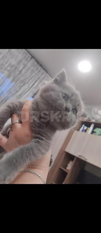 Продам Британских котят, кушают сами, в лоток ходят 1,5 месяца - Орск