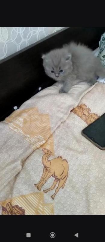 Продам Британских котят, кушают сами, в лоток ходят 1,5 месяца - Орск