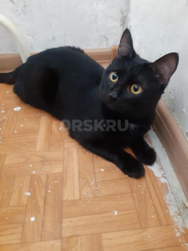 Два ласковых, милых котика ищут свой дом. - Орск