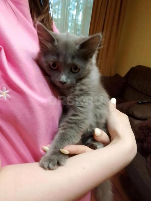 Отдам в добрые руки котёнка-девочку, 2 месяца. - Орск