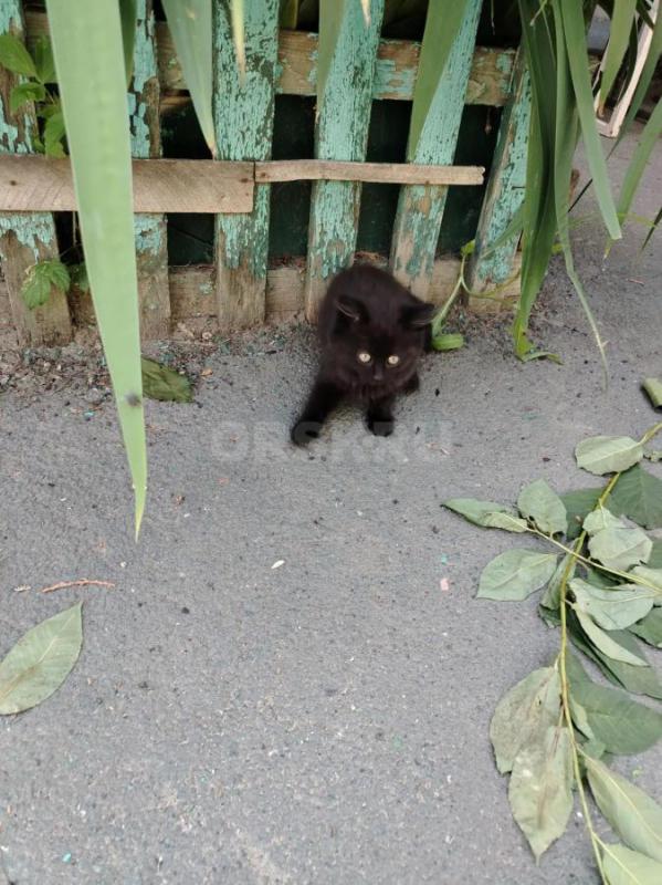 Отдадим котят 2- 2. - Орск