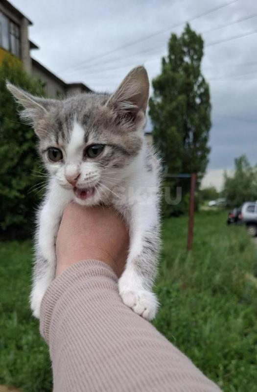 Котенку нужен дом ,ему месяца 1,5 ,иначе он погибнет, или может у кого то есть возможность взять на - Орск