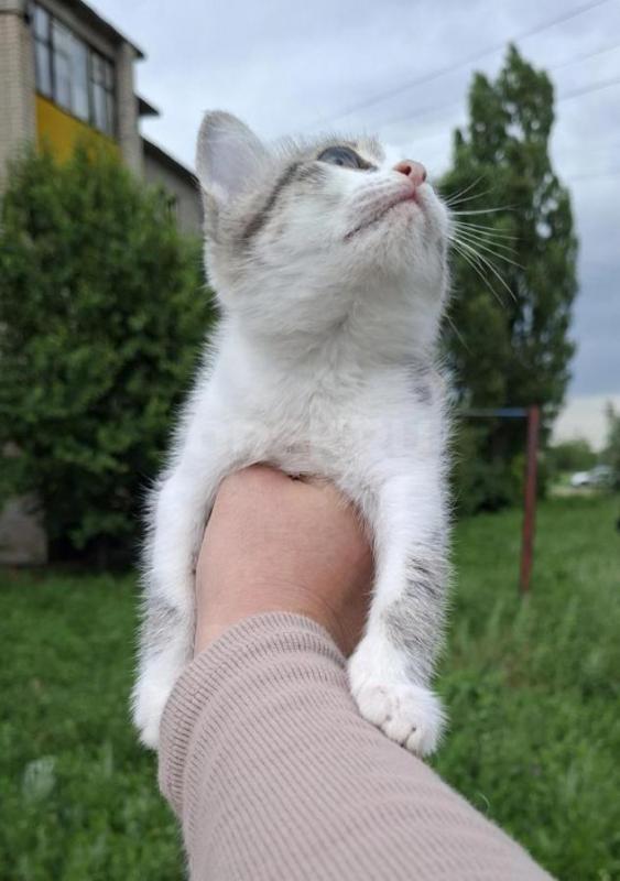 Котенку нужен дом ,ему месяца 1,5 ,иначе он погибнет, или может у кого то есть возможность взять на - Орск