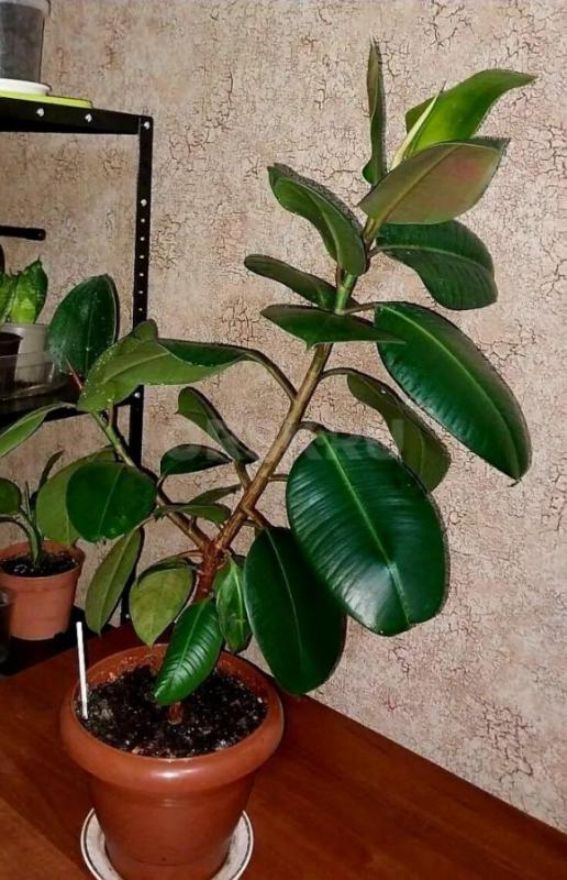 Продам Фикус каучуконосный (эластик),высота более 60 см! - Орск