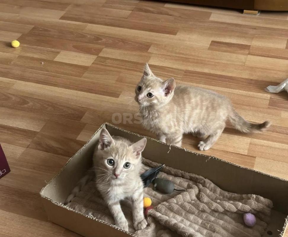 Пристраиваюся в добрые ручки очаровательные котята от домашней кошечки!!! - Орск