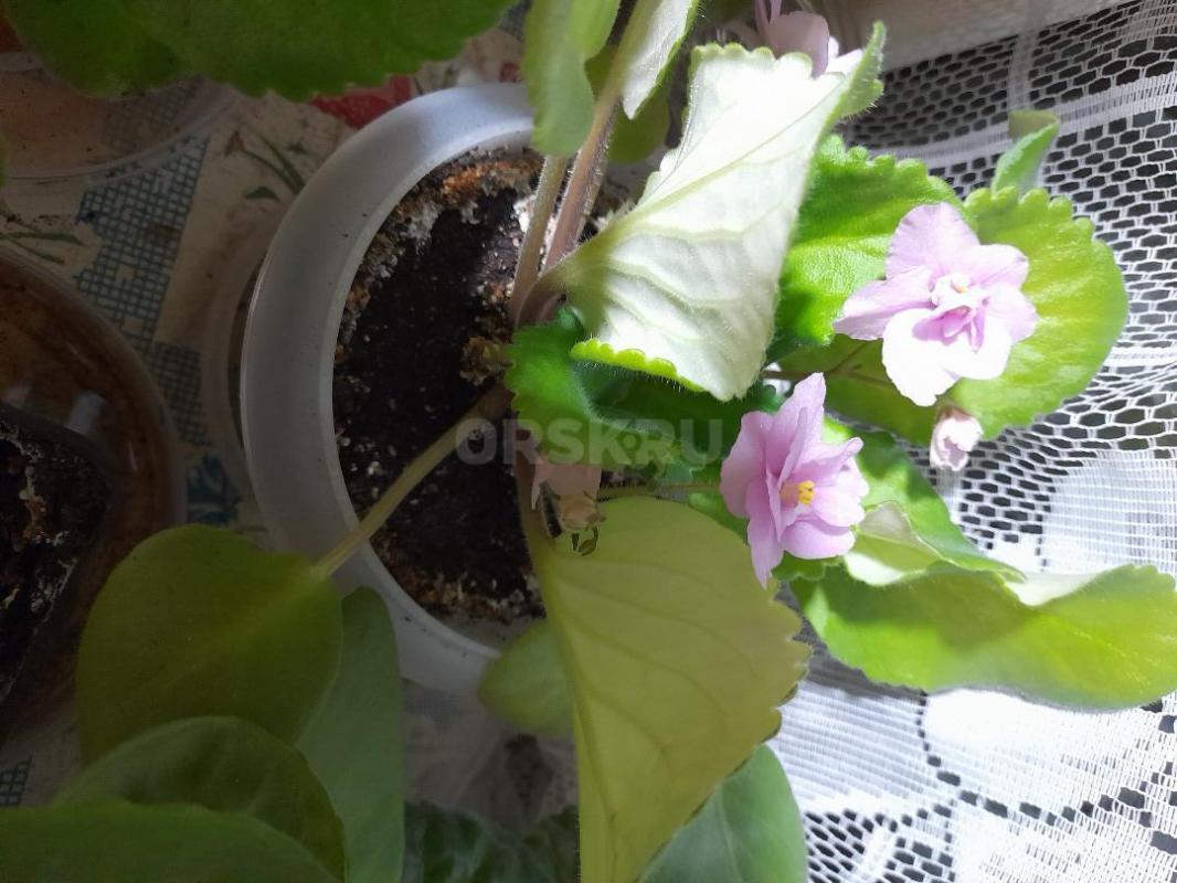 Продам фиалки - 250 р. - Орск