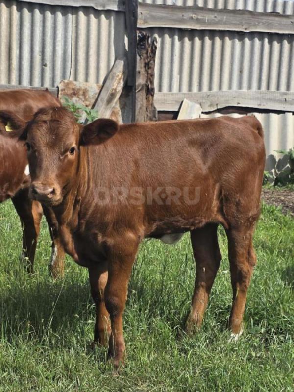 Продам двух подсосных телочек. - Орск