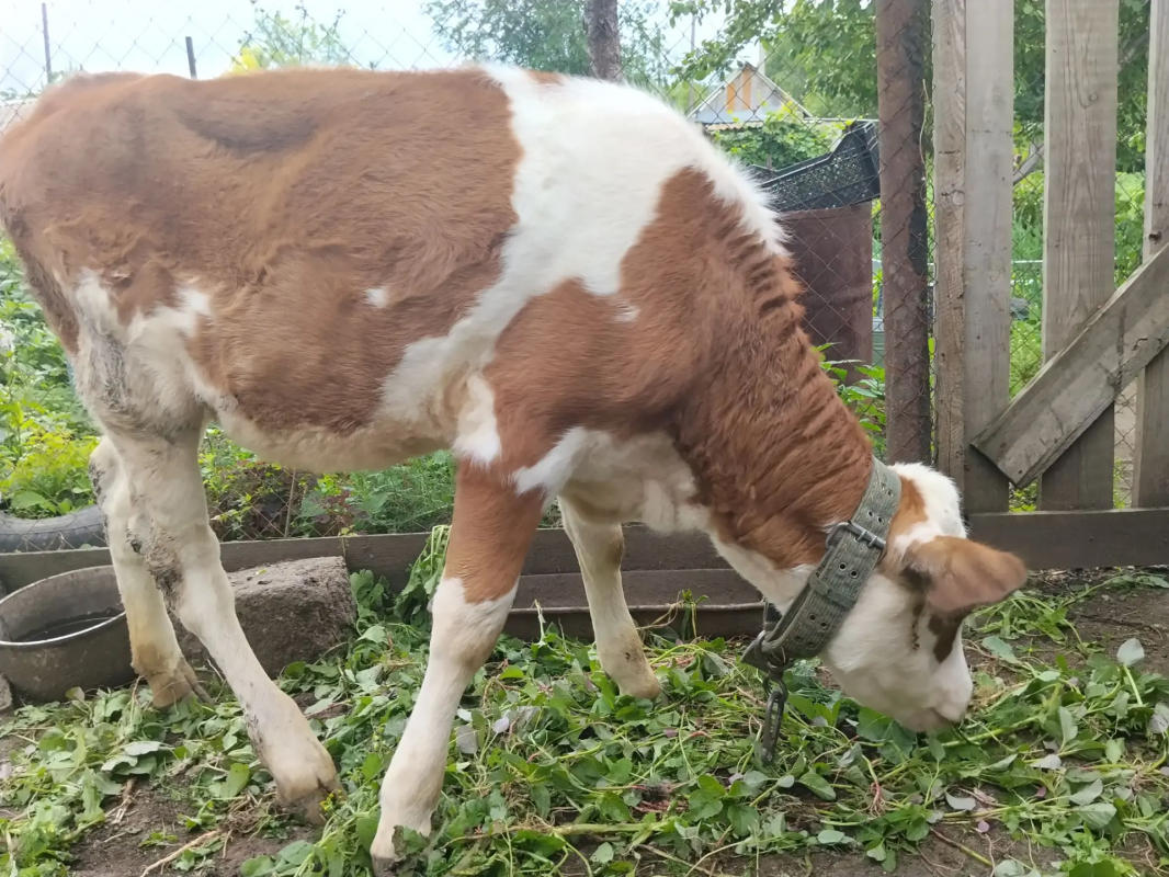 Продам корову (5 лет, 2 отела, огуленная) и телочку 3 месяца. - Энергетик