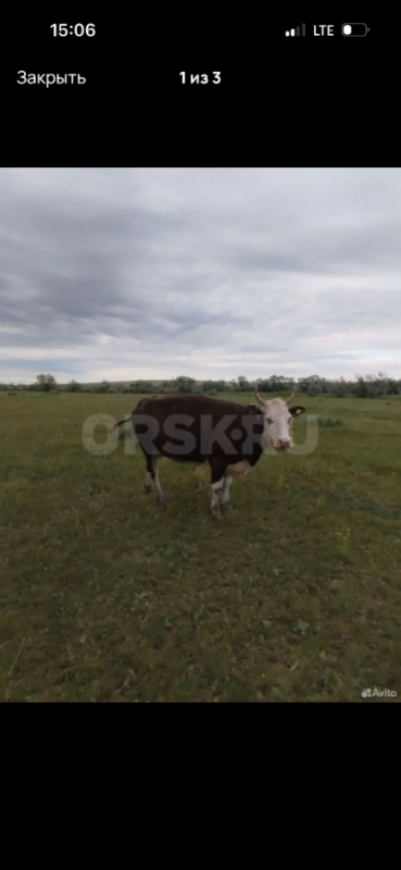 Продам корову на мясо,яловая - Орск