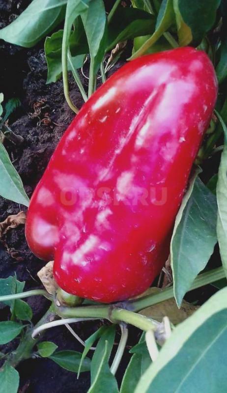 Продам остатки болгарского перца Калифорнийского чудо по 5 рублей за 1 корень,немного помидор.(район - Орск