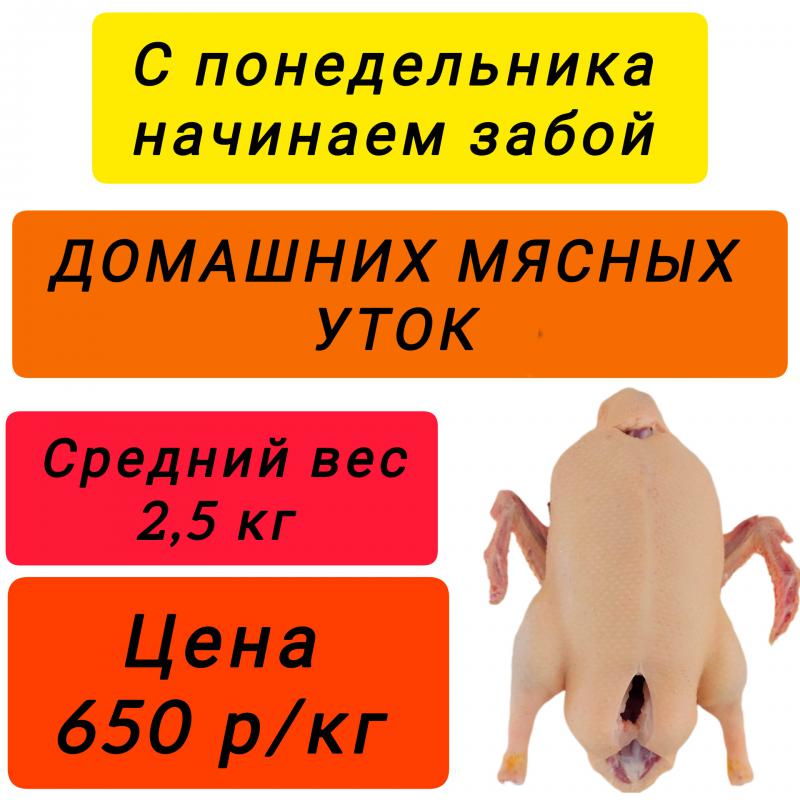 Домашние куры, утки мясные и жирные, потрошка, копченые домашние куры и копченые мясные утки. - Новотроицк