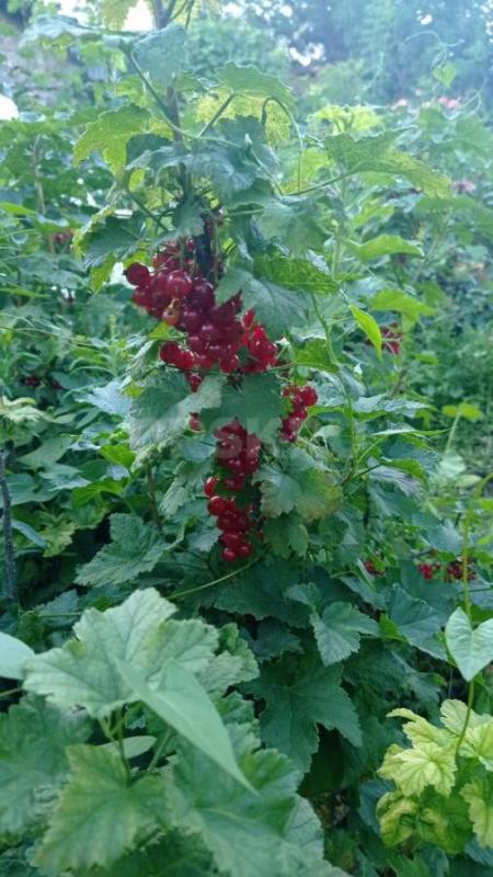Продам красную смородину,сбор по звонку. - Орск