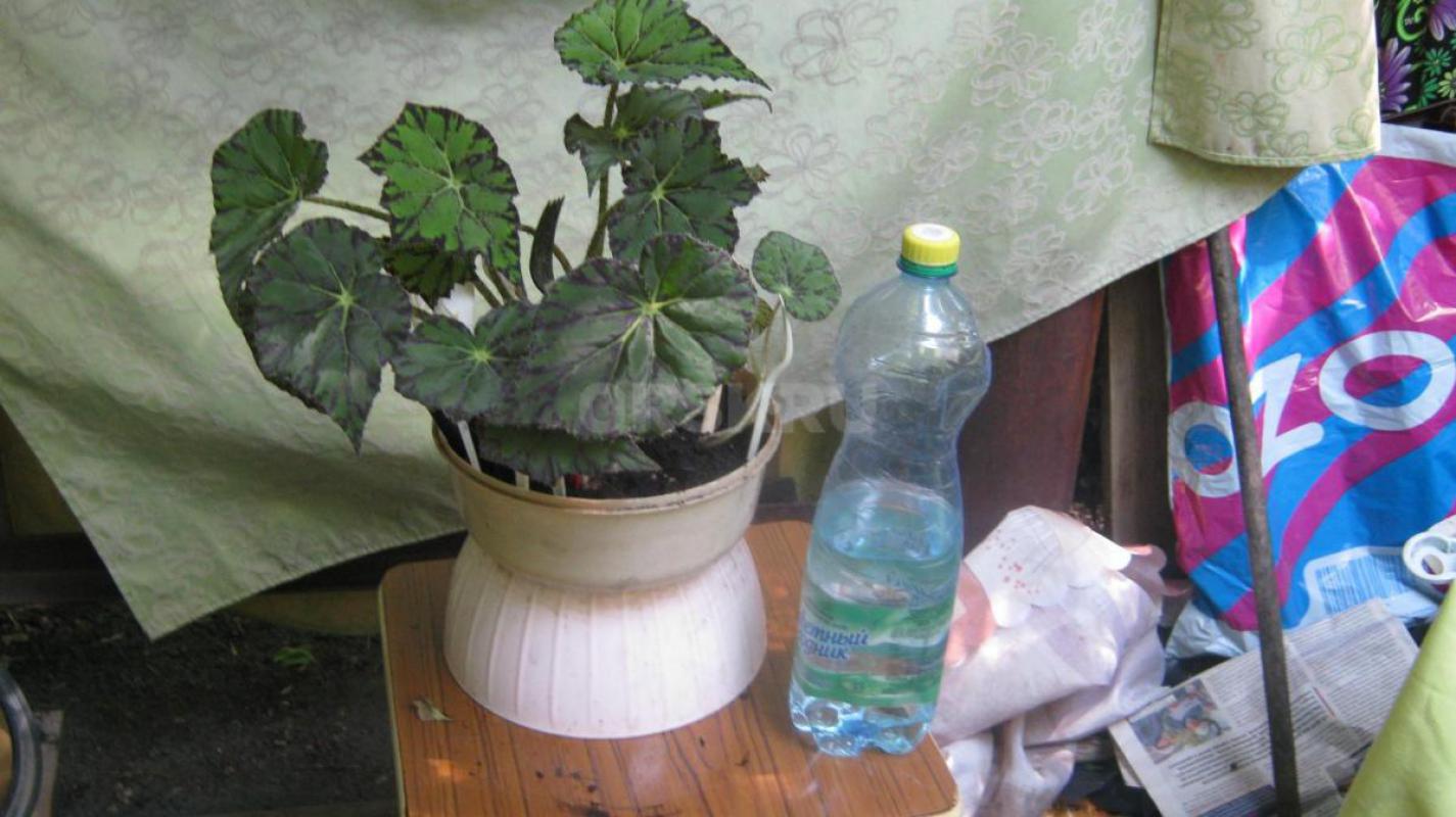 Продам комнатные цветы. 1. - Орск