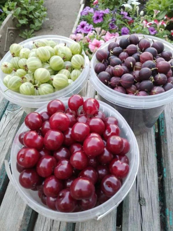Продам вишню смородину крыжовник. - Орск